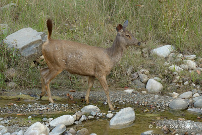Deer, Sambar @ Corbett