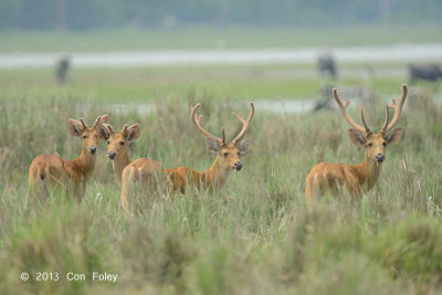 Deer, Swamp @ Kaziranga