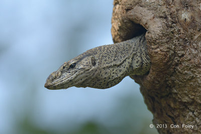 Lizard, Bengal Monitor @ Kaziranga