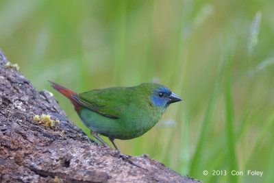 Parrot-Finch, Blue-faced (male) @ Mt Lewis