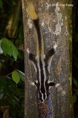 Striped Possum @ Chambers Wildlife