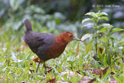 Crake, Red-necked @ Julatten