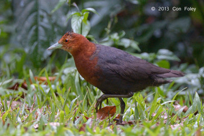 Crake, Red-necked @ Julatten