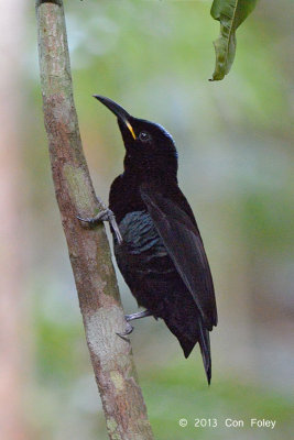 Riflebird, Victoria's (male) @ Chamber's Wildlife