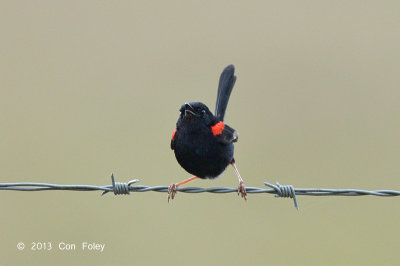 Fairy-wren, Red-backed (male) @ Julatten