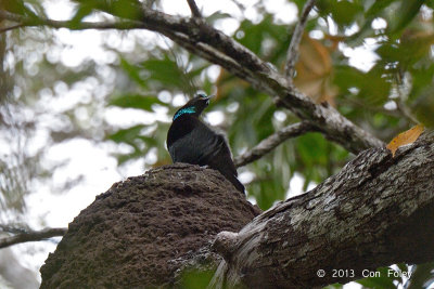 Riflebird, Victoria's (male) @ Julatten