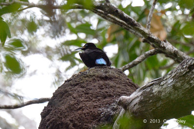 Riflebird, Victorias (male) @ Julatten