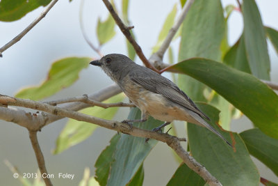 Whistler, Rufous (fem) @ Euluma Creek Rd, Julatten