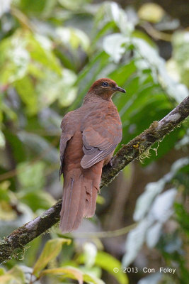 Dove, Brown Cuckoo @ Mt Lewis