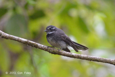 Fantail, Grey