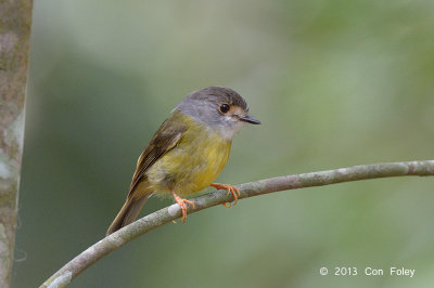 Robin, Pale Yellow @ Kingfisher Park