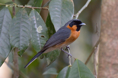 Monarch, Spectacled