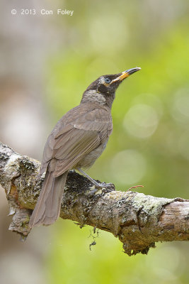 Honeyeater, Bridled