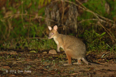 Red-legged Pademelon @ Mt Lewis