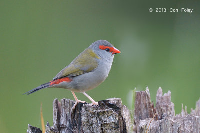 Finch, Red-browed