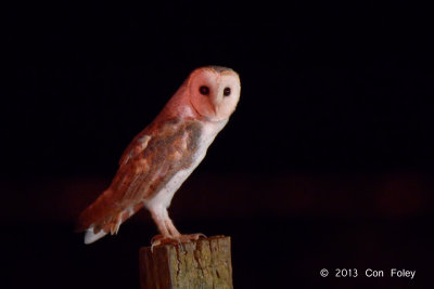 Owl, Barn @ Yungaburra