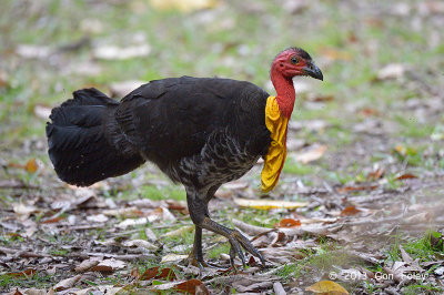 Brush-turkey, Australian (male) @ Mt Hypipamee