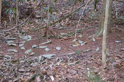 Bowerbird, Tooth-billed (bower) @ Lake Barrine