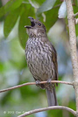 Bowerbird, Tooth-billed