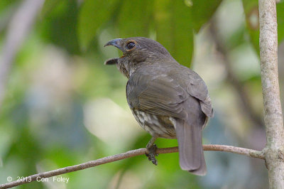 Bowerbird, Tooth-billed (male) @ Lake Barrine