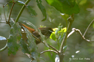 Fantail, Rufous @ Mt Hypipamee
