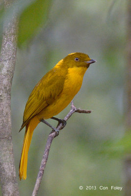 Bowerbird, Golden @ Mt Hypipamee