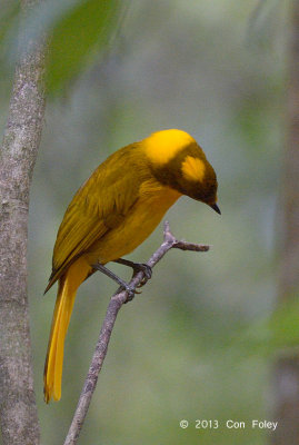 Bowerbird, Golden @ Mt Hypipamee