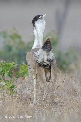 Bustard, Australian (displaying male) @ Mary Road