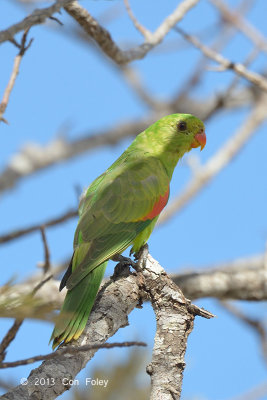 Parrot, Red-winged (female) @ Mt Molloy