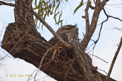 Frogmouth, Tawny