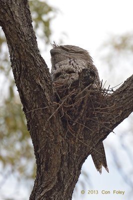 Frogmouth, Tawny @ Carbine Caravan Park