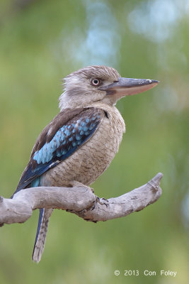 Kookaburra, Blue-winged (male) @ Carbine Caravan Park