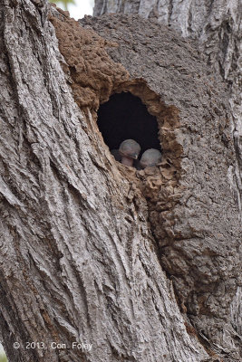 Kookaburra, Blue-winged (nest) @ Carbine Caravan Park