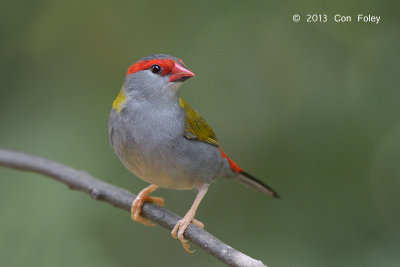 Finch, Red-browed @ Kingfisher Park