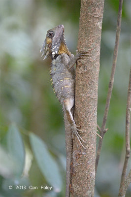 Boyd's Forest Dragon (female) @ Kingfisher Park