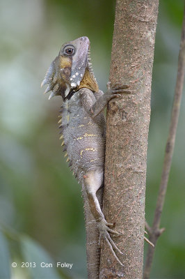 Boyd's Forest Dragon (female) @ Kingfisher Park