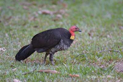 Brush-turkey, Australian (female) @ Red Mill House