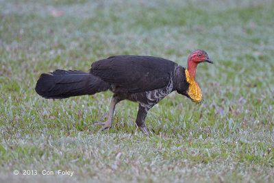 Brush-turkey, Australian (male) @ Red Mill House