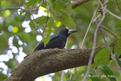 Butcherbird, Black @ Jindalba