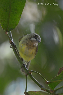 Gerygone, Fairy (imm male personata) @ Marrdja Boardwalk