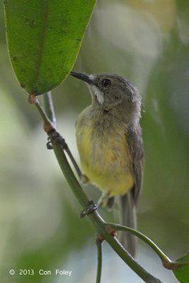 Gerygone, Fairy (imm male personata) @ Marrdja Boardwalk