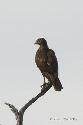 Falcon, Black