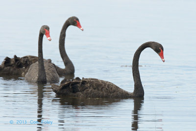 Swan, Black @ Lake Mitchell