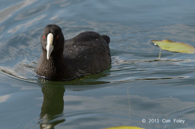 Coot, Eurasian @ Lake Barrine