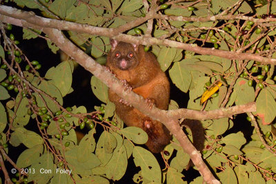 Coppery Brushtail Possum @ Curtain Fig
