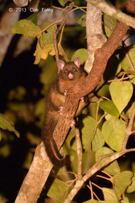 Coppery Brushtail Possum @ Curtain Fig