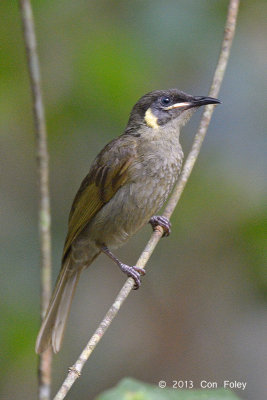 Honeyeater, Lewin's