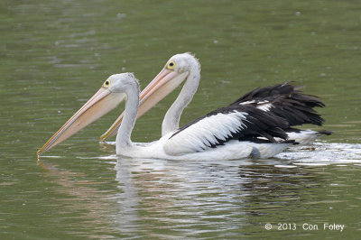 Pelican, Australian @ Hasties Swamp