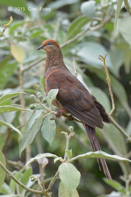 Dove, Brown Cuckoo @ Mt Lewis