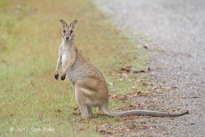 Agile Wallaby